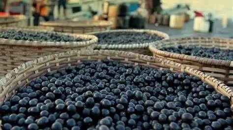 Exotic Tropical Fruits of the Amazon: A Closer Look at Açaí, Cupuacu, and Graviola