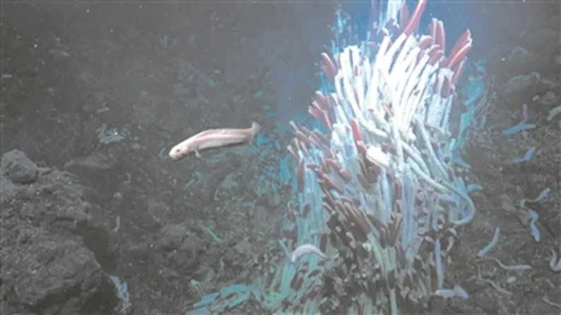 Animal Life Discovered at Hydro - thermal Vents of the East Pacific Rise